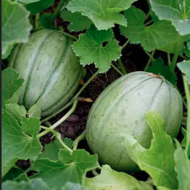 Melon Vielle france