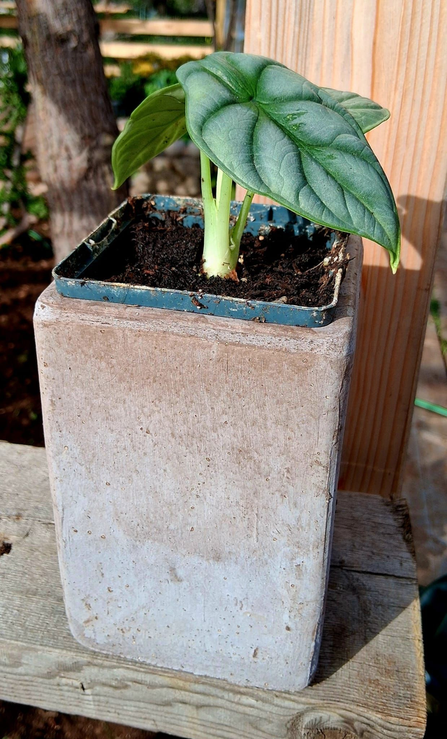 C86 . Alocasia 'Silver Dragon' in "CUBO ETRUSCO 15"