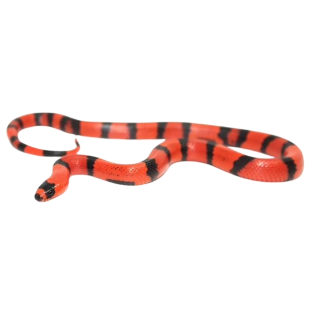 Lampropeltis Hondurensis