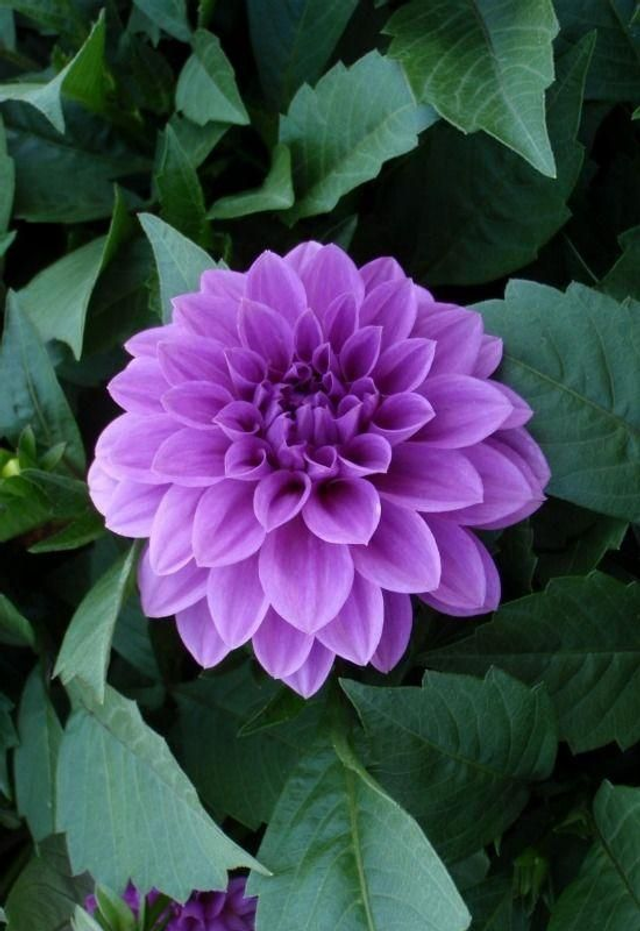 Collier Dahlia