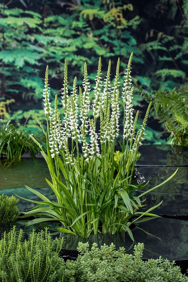 Spiranthes cernua odorata 'Chadd's Ford' AGM Hardy Orchid P9
