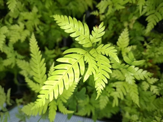 Pteris fauriei (Silver Lace Fern)