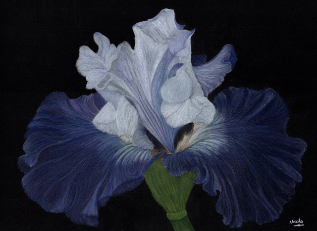 Iris - From Darkness series
