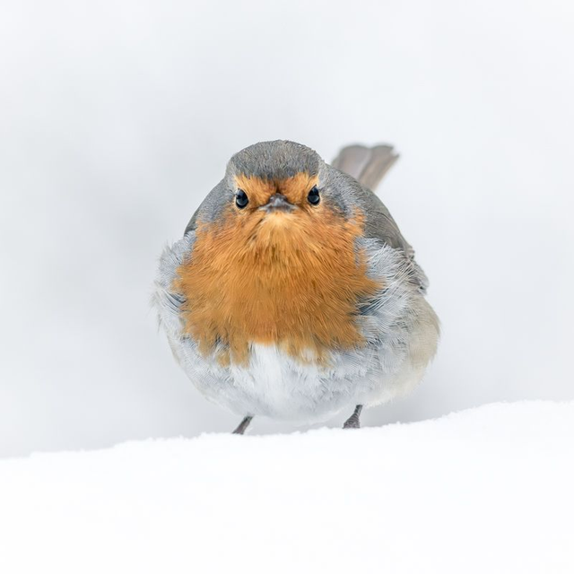 LM-001 - Rouge-gorge familier