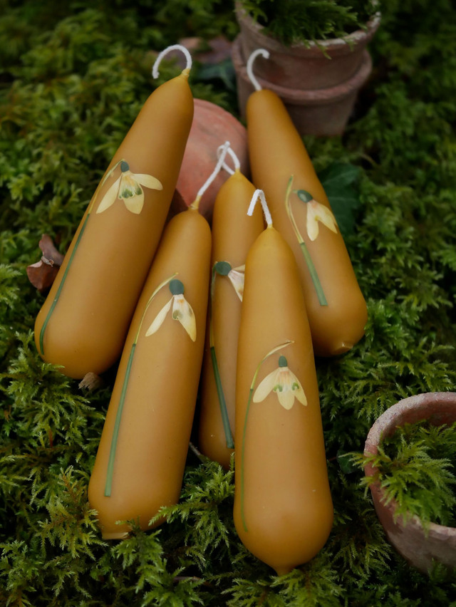 Bougies trempées PERCE-NEIGE