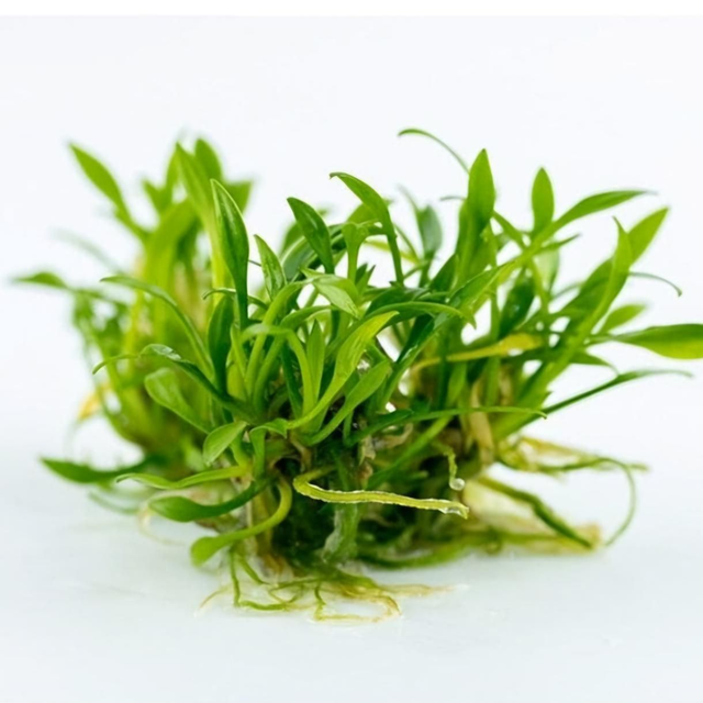 Cryptocoryne Parva in vitro 6090937069052