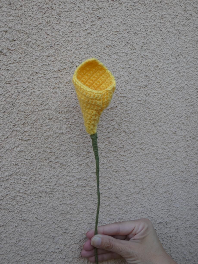 Arum jaune 