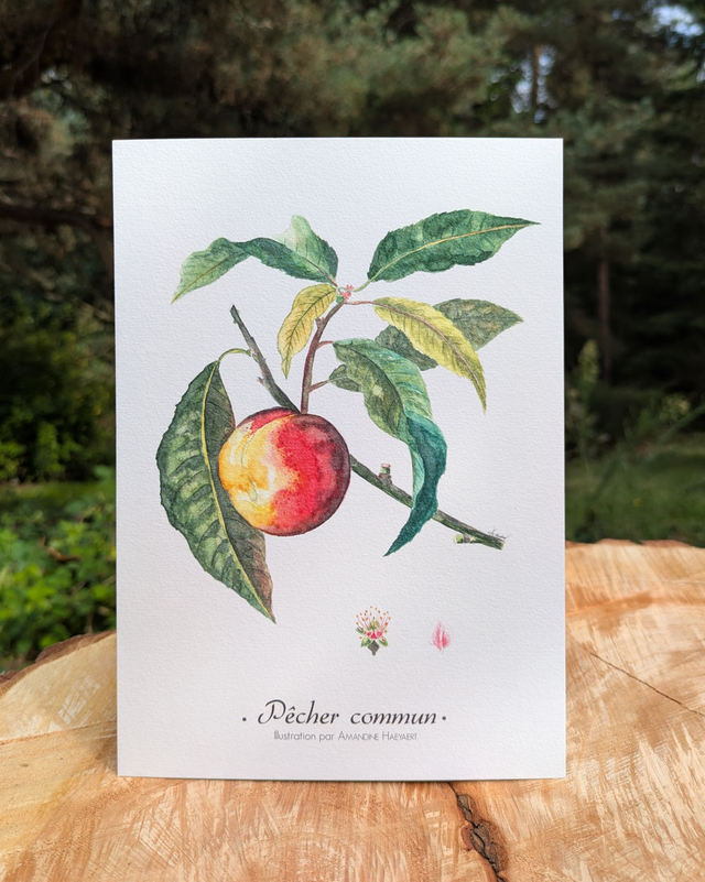 Tirage Pêcher commun