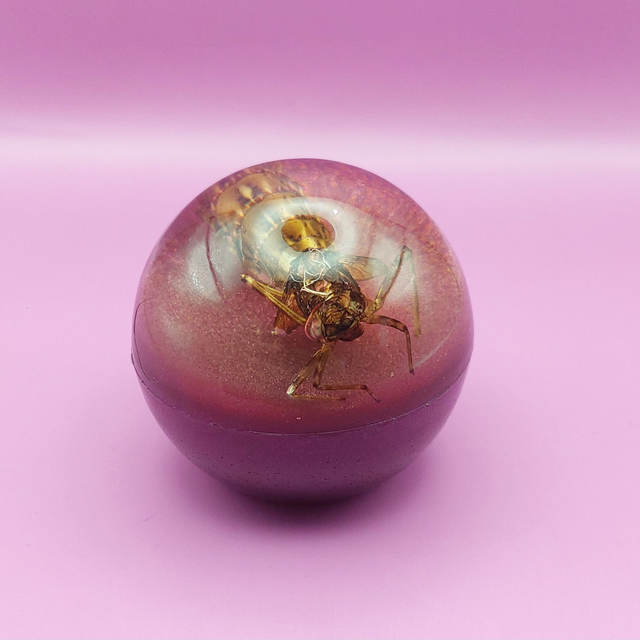 Libellule immortelle