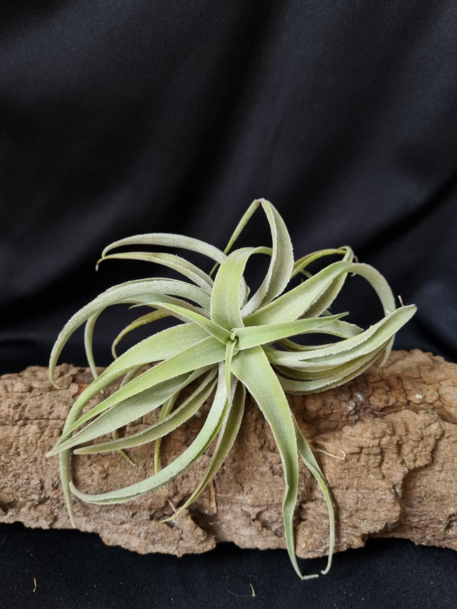 Tillandsia cacticola