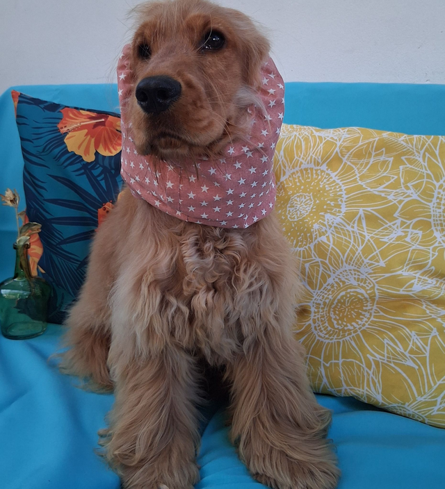  Snood Taille M  Terracotta Etoiles Blanches 