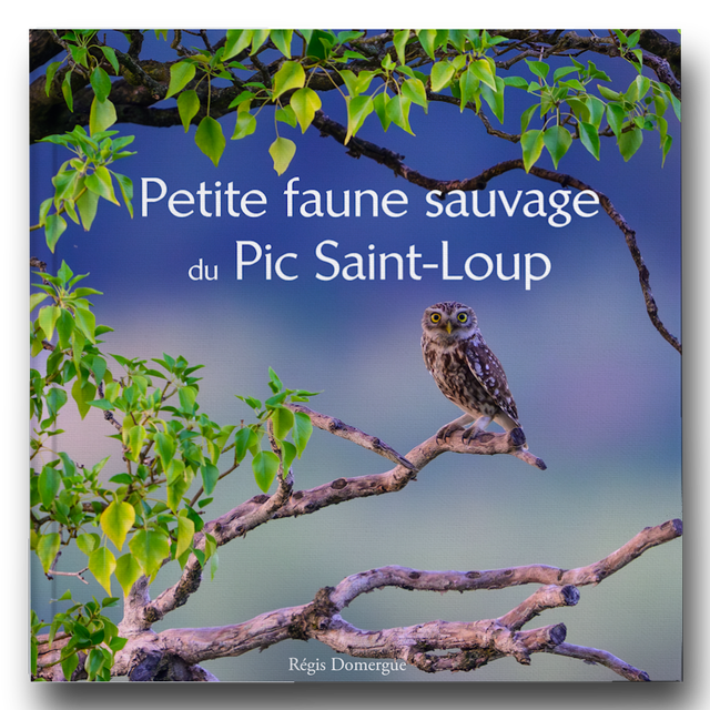 Petite faune sauvage du Pic Saint-Loup