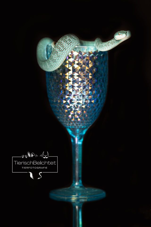 Insel-Bambusotter - Hochformat