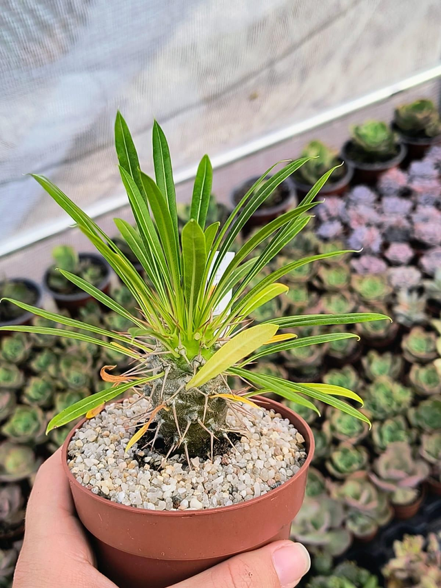 Pachypodium lamerei