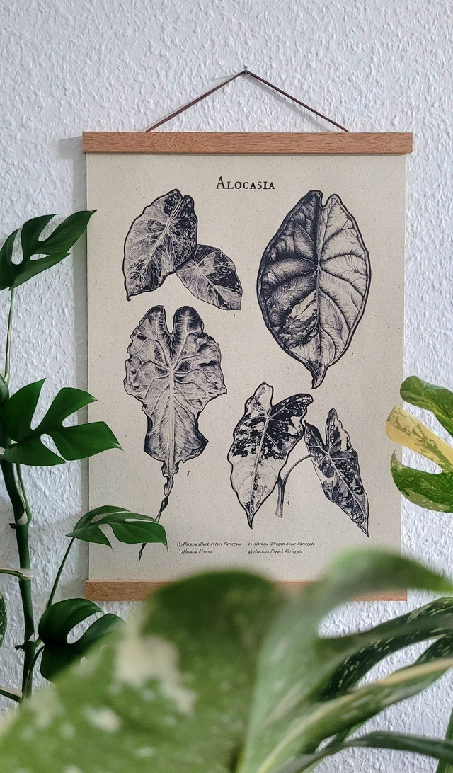 Alocasia Kombi Nr. 1