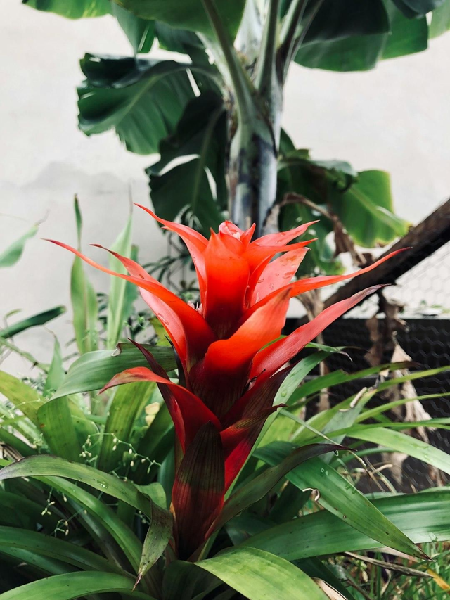 Bromelia