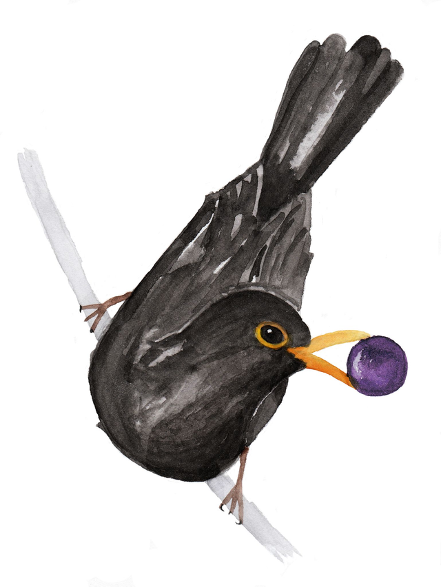 Carton 6 bouteilles Petit Merle - Bergerac 2022