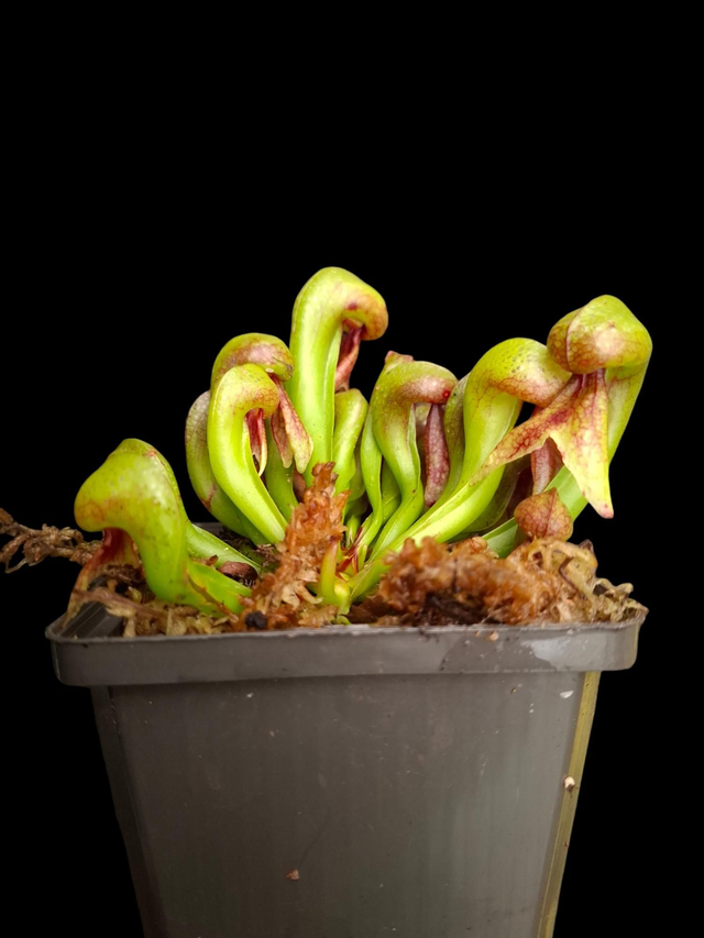 Darlingtonia californica - Cobra Lilly 9cm