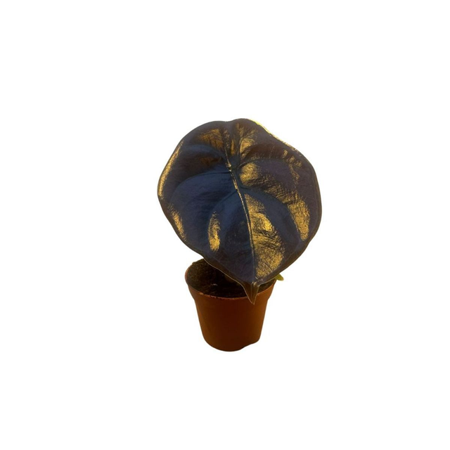 B04 . Alocasia cuprea 'Red Secret'