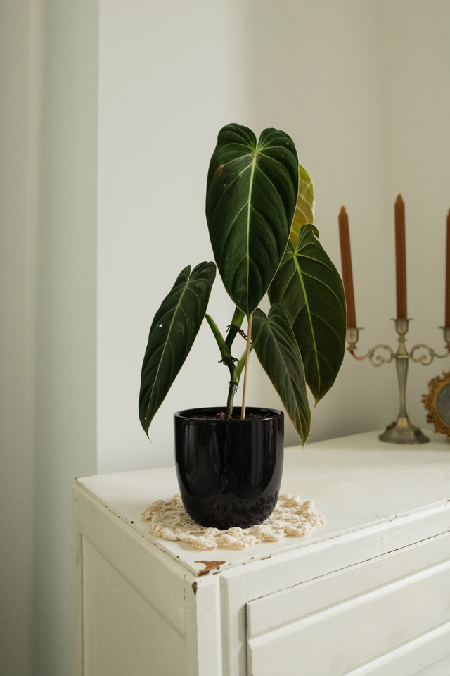 Black Out 🖤 Cache-pot