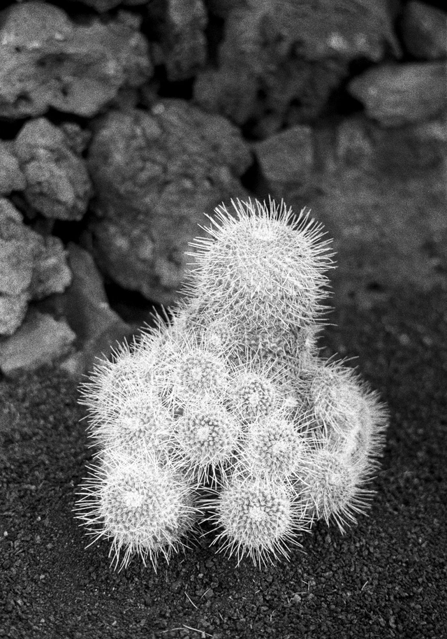 Photo Prints 21 x 29.7 LOOK AT ME (nature)