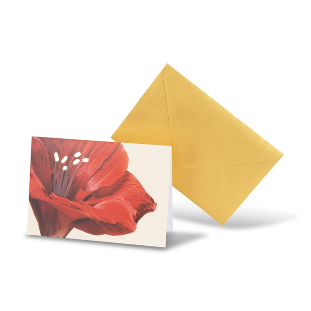 Karte"Amaryllis"