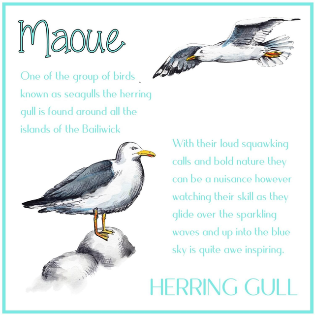 101 CARD PATOIS MAOUE