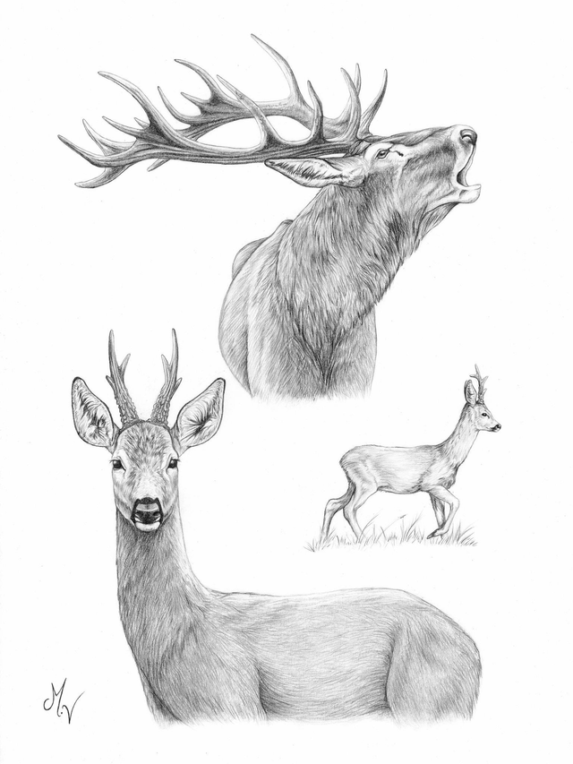 Rois des forêts - A3 - précommande