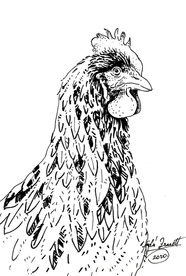 Színezhető és festhető képeslap, tyúk