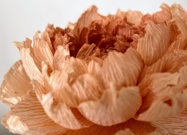 Pivoine "Almaé" avec son vase artisanal offert