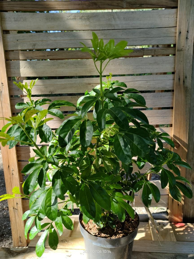 Choisya Ternata 'Sundance' 