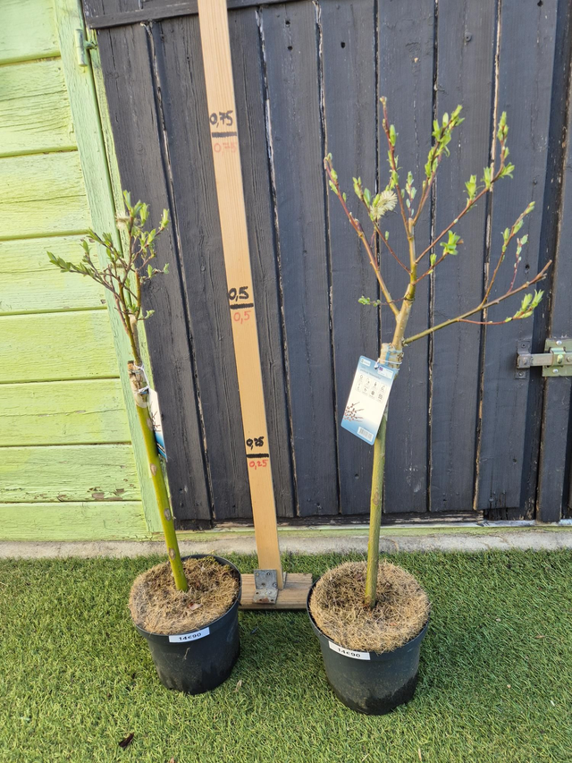 Salix gracilistyla Melanostachus sur tige pot 2L chatons noirs