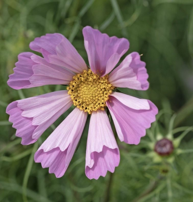 Cosmos Pinwheel Pink