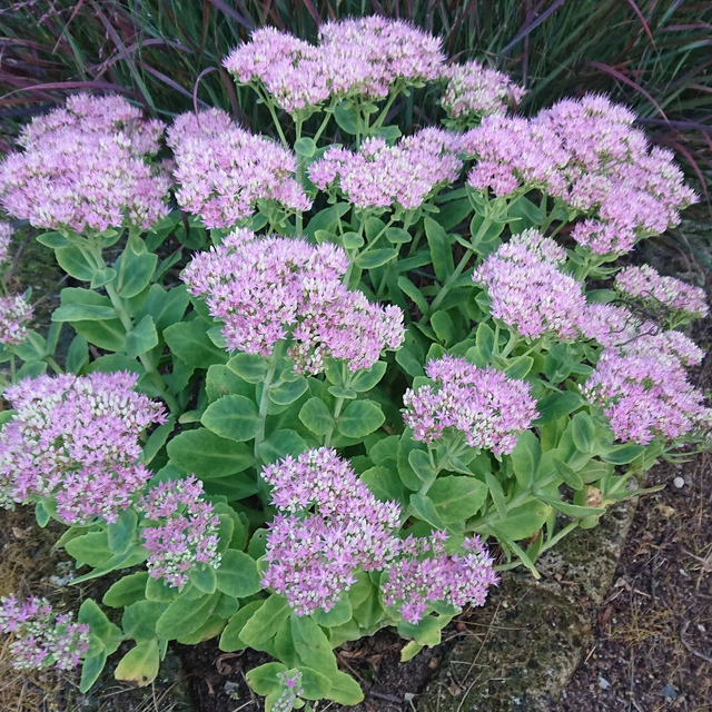SEDUM spectabilis ‘Steven Ward’ 