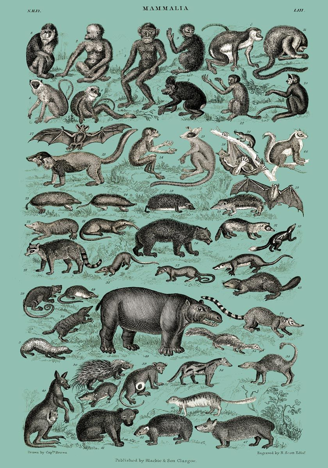 Mammalia - A History of the Earth and Animated Nature