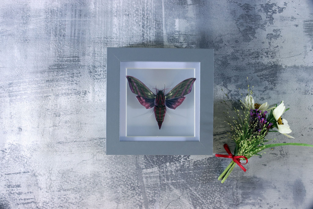 Ethical Entomology: Elephant Hawk Moth