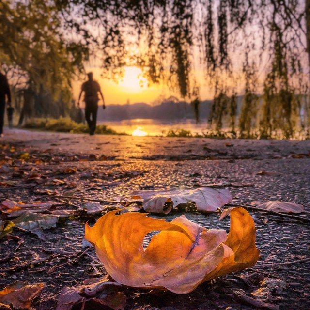 Herbstblatt am Aaseeufer