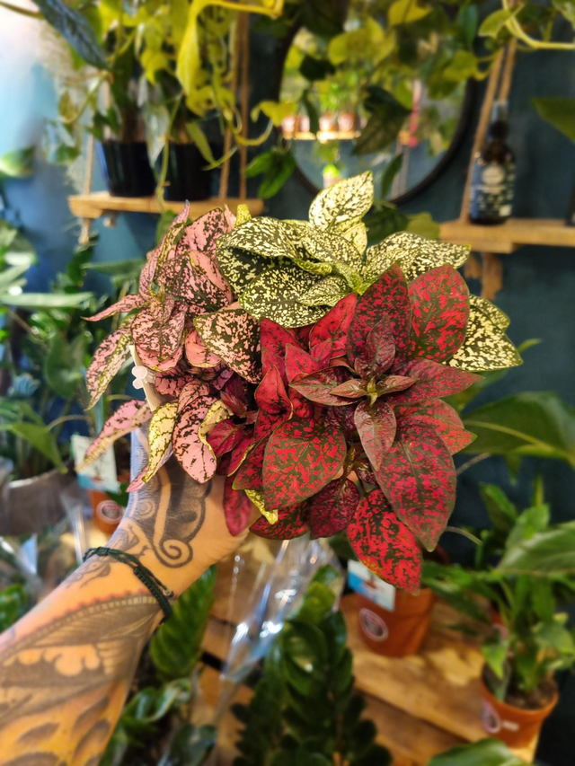 Hypoestes poka dot plant