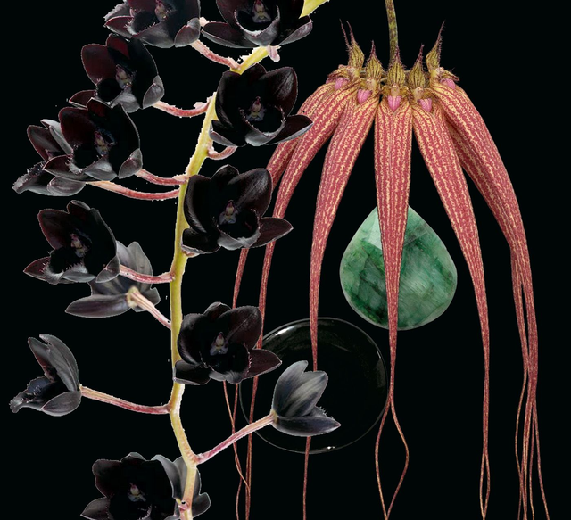 Coming Alive Combination Essence