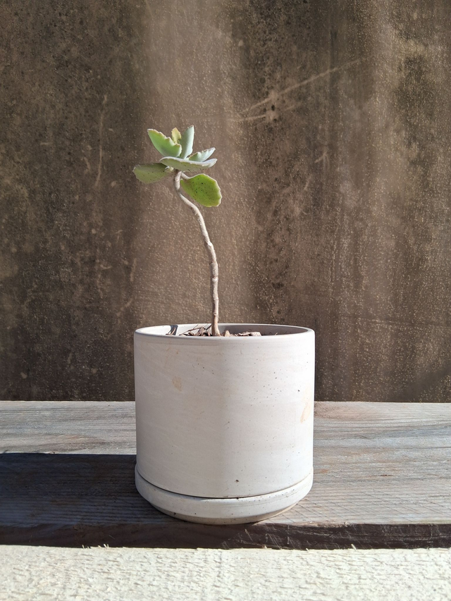 L10. kalanchoe Behariensins