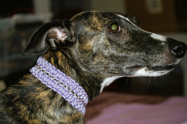 Collier Kentucky Mauve 