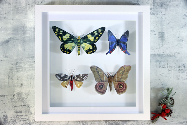 Ethical Entomology - Four Lepidoptera