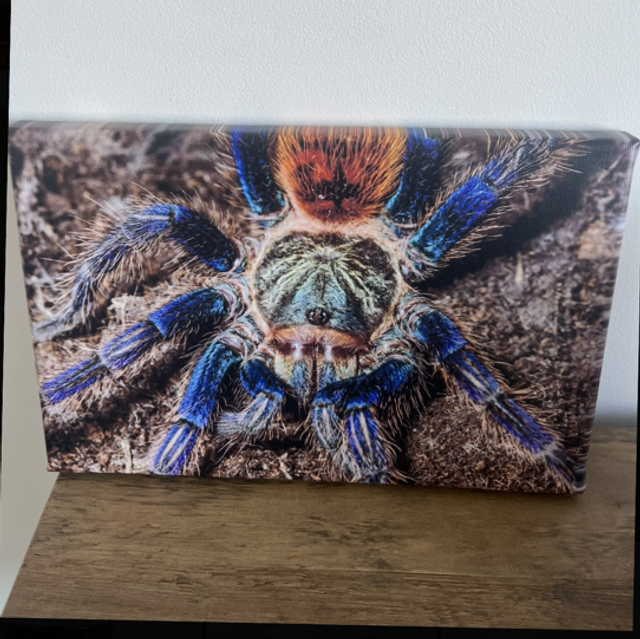 8” x 12” canvas - tarantula