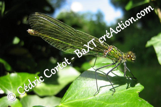 Impression sur alu dibond - Le petit monde du Vivant (ref Lib (8))