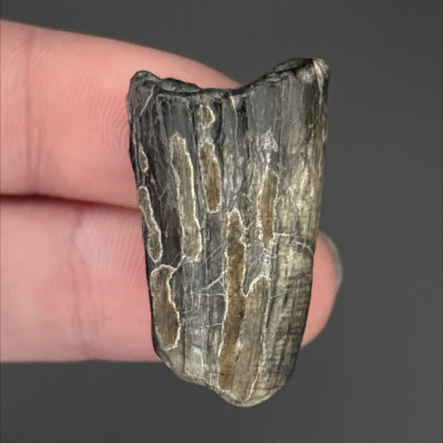 Suchomimus Tooth Fragment 