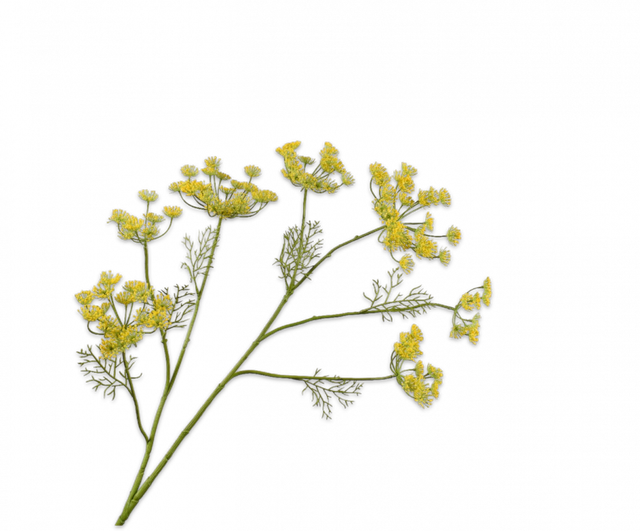 Silk-Ka Dille Tak Geel 