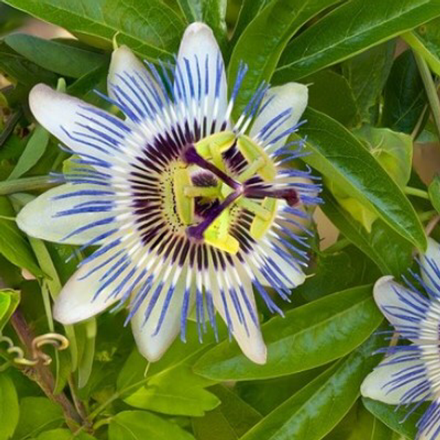 Passiflore bleue NT - Passiflora caerulea