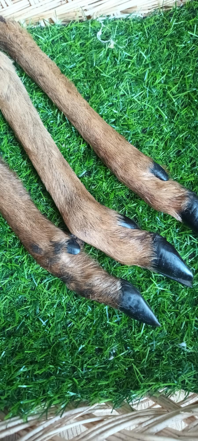 Hairy Small Venison Leg 