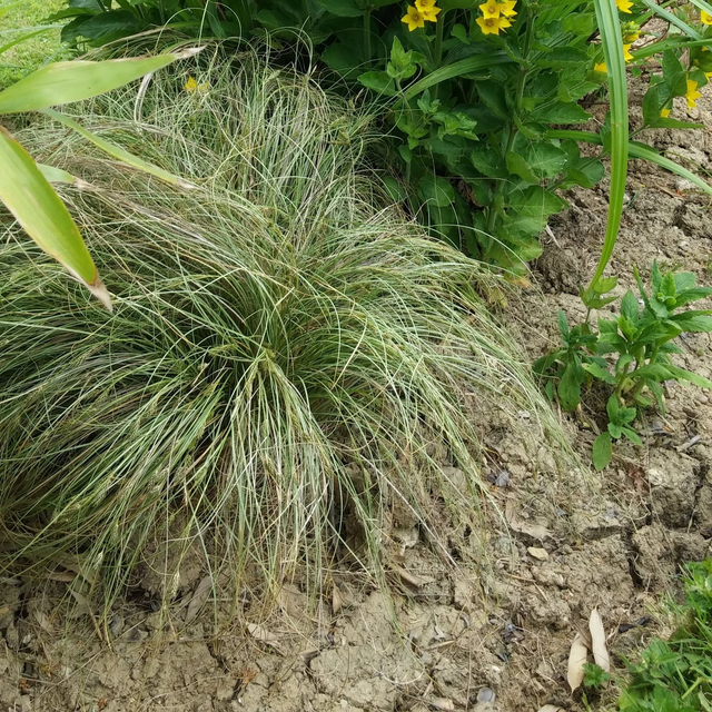 Carex albula 'Frosted Curls' - 1 ltr pot
