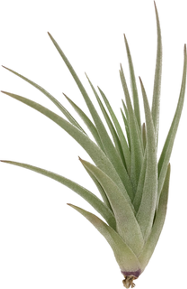 Tillandsia ixiodes x Tillandsia aeranthos